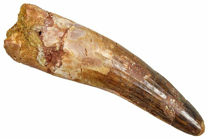 Fossil Spinosaurus Tooth - Feeding Worn Tooth #370735